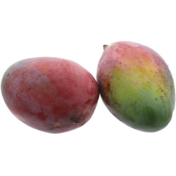 BIO MANGUE KEITT 8PCS